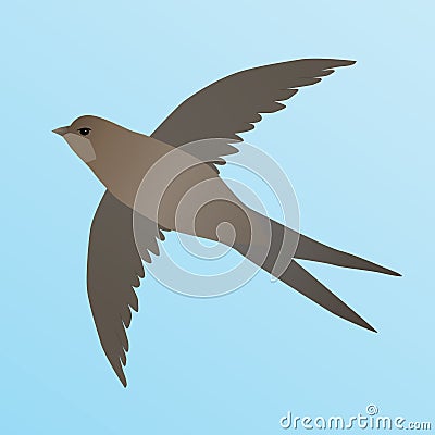 Common swift flying in the air Vector Illustration