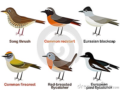 Cute European bird cartoons - Song thrush, Common redstart, Eurasian blackcap, Common firecrest, Red-breasted flycatcher, European Cartoon Illustration