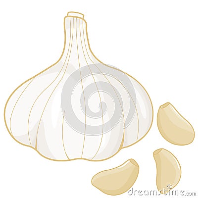 Fresh garlic for food cooking. Garlic head and peeled garlic cloves. Vector illustration Vector Illustration