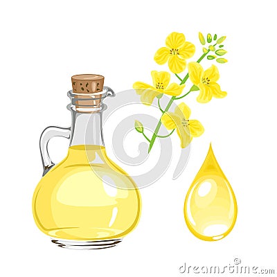 Canola seed oil in glass bottle, yellow flower and drop isolated on white. Vector Illustration