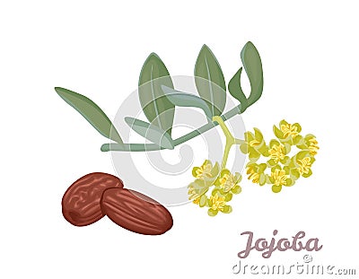 Jojoba flowers and seeds isolated on white background. Vector Vector Illustration