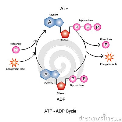ATP ADP Cycle. Vector Illustration