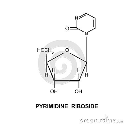 Pyrimidine Riboside Vector Illustration