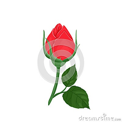 Unopened red rose bud isolated on white background. Vector illustration of a beautiful flower Vector Illustration