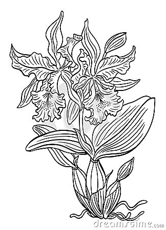 Cattleya orchid with flowers, bud, leaves and roots Vector Illustration