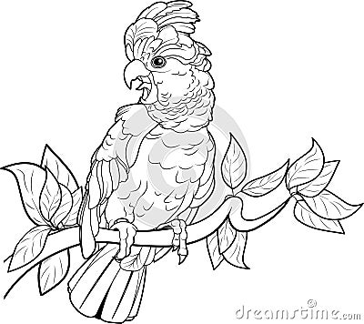 Cockatoo Vector Illustration