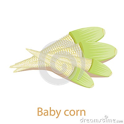 Illustrator of Baby Corn vegetable isolated Vector Illustration