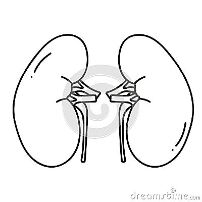 Kidneys human organ Stock Photo