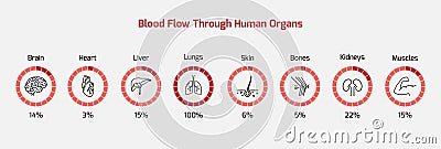 Blood flow through human organs - human organs, blood flow, blood percentage - vector 10 Vector Illustration