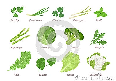 Set of green vegetables, salad leaves and herbs isolated on white. Vector Illustration