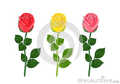 Cartoon roses red, yellow and pink isolated on white background. Garden flower buds Vector Illustration