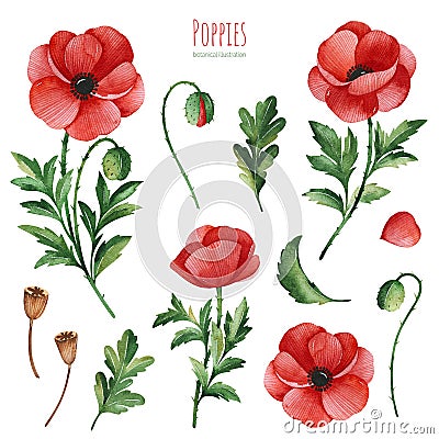 Watercolor Summer collection with leaves,poppies flowers,branches Stock Photo