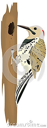 northern flicker bird vector illustration transparent background Vector Illustration