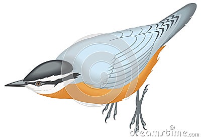 white breasted nuthatch bird vector illustration transparent background Vector Illustration