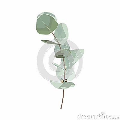 Eucalyptus plants. Rustic foliage branch with leaves for wedding invitation cards, decorative herbs collection. Stock Photo