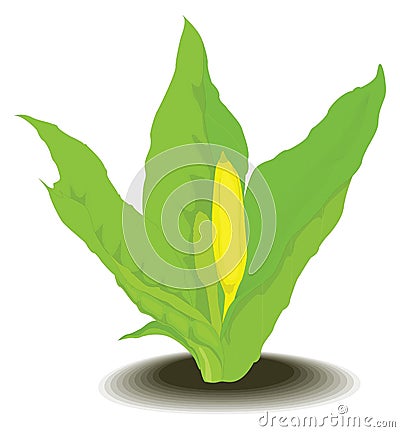 skunk cabbage flower vector illustration transparent background Vector Illustration