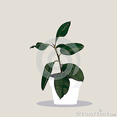 Potted Ficus Elastica in Flowerpot. Domestic Tropical Decorative Flowers in Pot Graphic Design Elements. Stock Photo