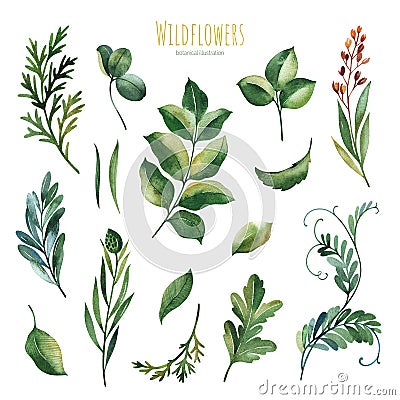 Watercolor Summer collection with leaves,twigs,herb,branches,foliage. Stock Photo