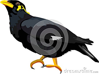 Hill Myna Bird Animal Vector Illustration Vector Illustration