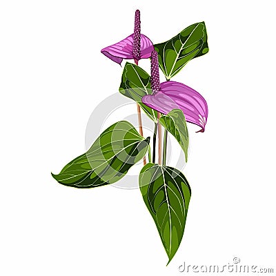 Tropical violet Spathiphyllum lilies flower composition over white background. Vector Illustration