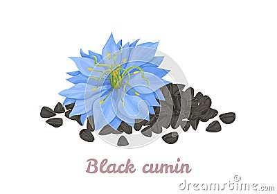 Nigella sativa flower and black cumin seeds Vector Illustration