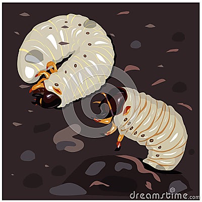 Illustration Larva. insect larvae. Two Beetles in the soil with food Stock Photo