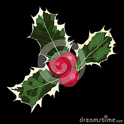 Ilex branches with leaves and berries. Illustrations of holly branches. Stock Photo