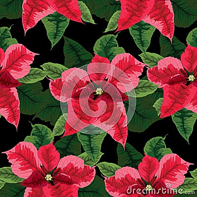 Endless brush pattern with winter poinsettia flowers. Hand-drawn illustration in a realistic style. Cartoon Illustration