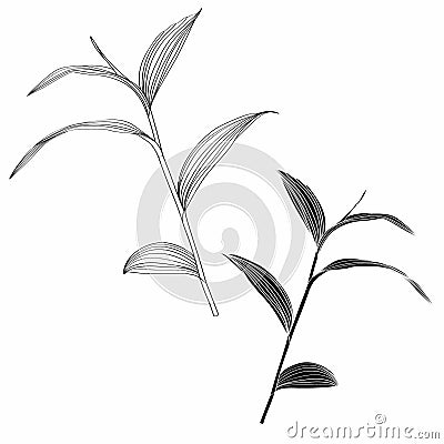 Beautiful exotic branch with leaf Silhouette isolate on white background. Stock Photo