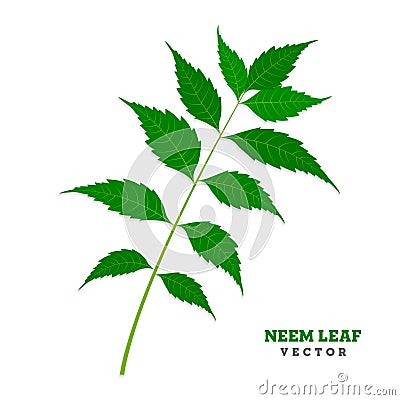 Neem leaf isolated - vector illustration Vector Illustration