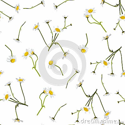 Meadow wildflower seamless pattern. Botanical camomile, background. Delicate field flower and herb illustration. Cartoon Illustration