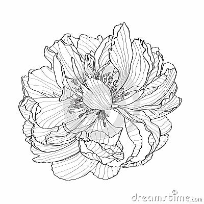 Hand-drawing ink peony in bloom. Graphic flower on white background. Contourline peony flowers. Coral Charm. Stock Photo
