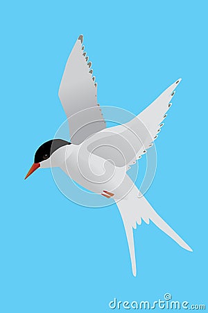 A flying Arctic tern on a blue background Vector Illustration