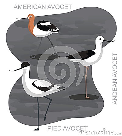 Cute Bird Avocet Set Cartoon Vector Vector Illustration