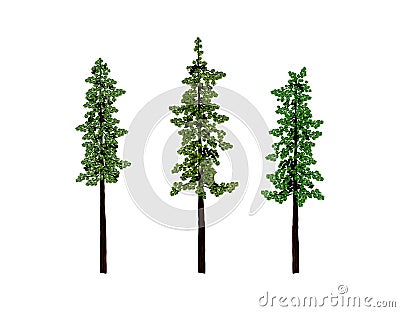 Giant Sequoias and Redwoods: The Largest and Tallest Trees Vector Illustration