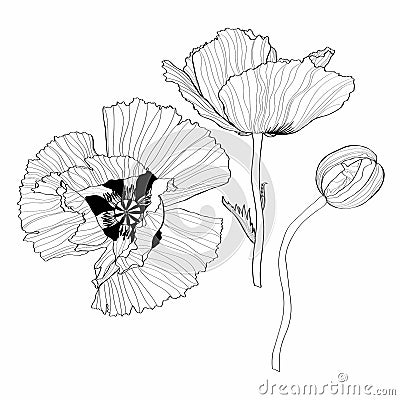 Silhouette of poppy flower. Abstract black white line poppy on white background. Stock Photo