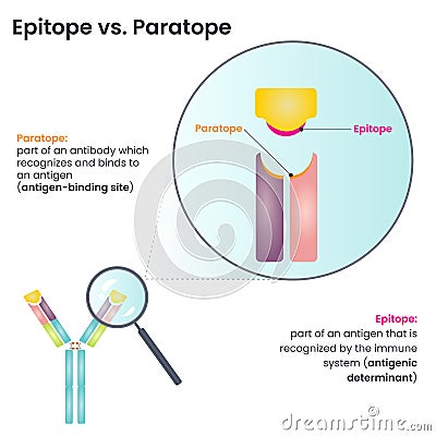 Epitope versus Paratope vector diagram Cartoon Illustration