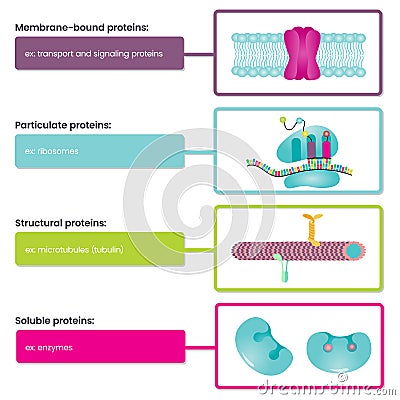 Types of Proteins Vector Illustration