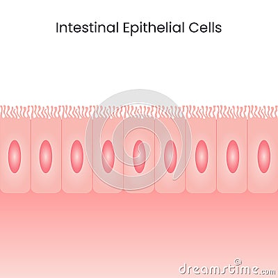 Intestinal Epithelial Cells background Cartoon Illustration