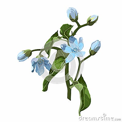 Illustration with oxypetalum flower drawn by hand. Stock Photo