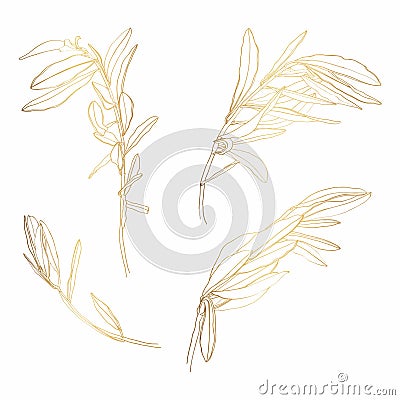 Golden Olive branch. Isolated illustration element. Outline Palm leaf and Olive Branch In a Trendy Minimalist Style. Cartoon Illustration