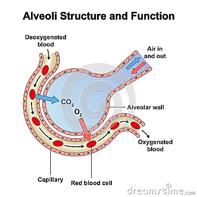 Alveoli Structure And Function Vector Illustration