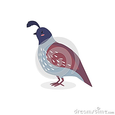 Print. Cartoon vector quail. Wild bird. cartoon character Vector Illustration