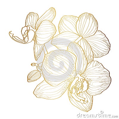 Flower of line tropical orchid. Golden Ink illustration branch isolated. Cartoon Illustration