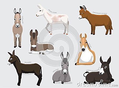 Various Donkey Breeds With Names Set Various Kind Identify Cartoon Vector Vector Illustration