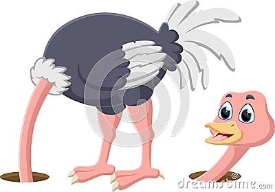 Ostrich hiding its head in the hole Stock Photo