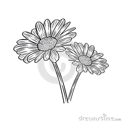 Free vector beautiful daisy flower engraved illustrations Vector Illustration