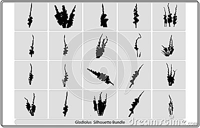 Pale dark silhouettes of gladioluses bouquet on a gray background,gladioluses illustration,gladioluses vector bundle Vector Illustration