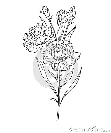 Carnation Line Art. Carnation Flower Outline Illustration. January