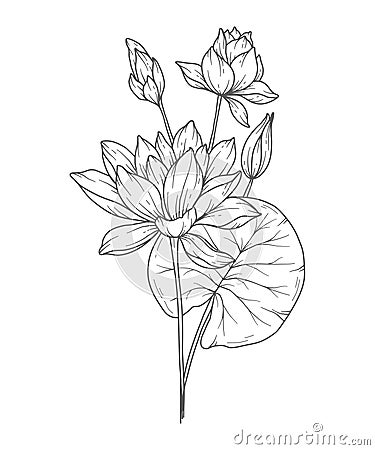 Water Lily Line Art. Water Lily outline Illustration. July Birth Month Flower. Water Lily outline isolated on white. Vector Illustration
